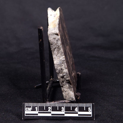 LINELLA AVIS STROMATOLITE, Proterozoic, Australia ZLA043