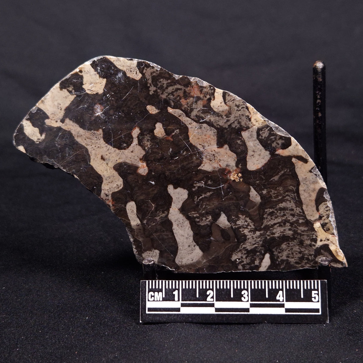 LINELLA AVIS STROMATOLITE, Proterozoic, Australia ZLA044