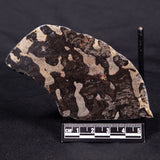 LINELLA AVIS STROMATOLITE, Proterozoic, Australia ZLA044