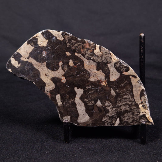 LINELLA AVIS STROMATOLITE, Proterozoic, Australia ZLA044