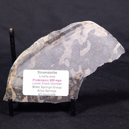 LINELLA AVIS STROMATOLITE, Proterozoic, Australia ZLA044