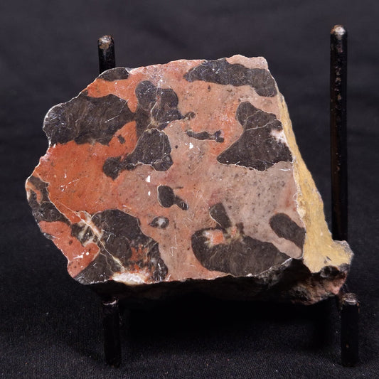 LINELLA AVIS STROMATOLITE, Proterozoic, Australia ZLA045