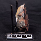 LINELLA AVIS STROMATOLITE, Proterozoic, Australia ZLA045
