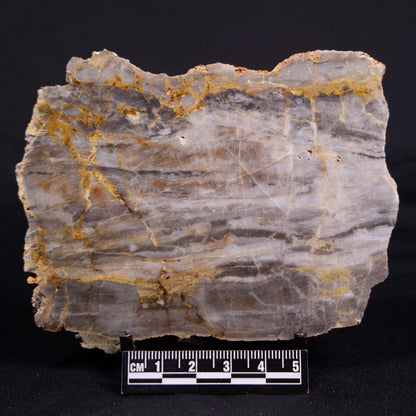 LINELLA AVIS STROMATOLITE, Neoproterozoic, Australia ZLA046