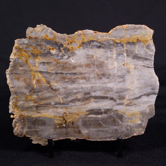 LINELLA AVIS STROMATOLITE, Neoproterozoic, Australia ZLA046