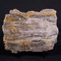 LINELLA AVIS STROMATOLITE, Neoproterozoic, Australia ZLA046