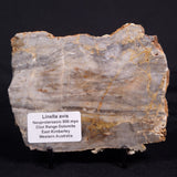 LINELLA AVIS STROMATOLITE, Neoproterozoic, Australia ZLA046