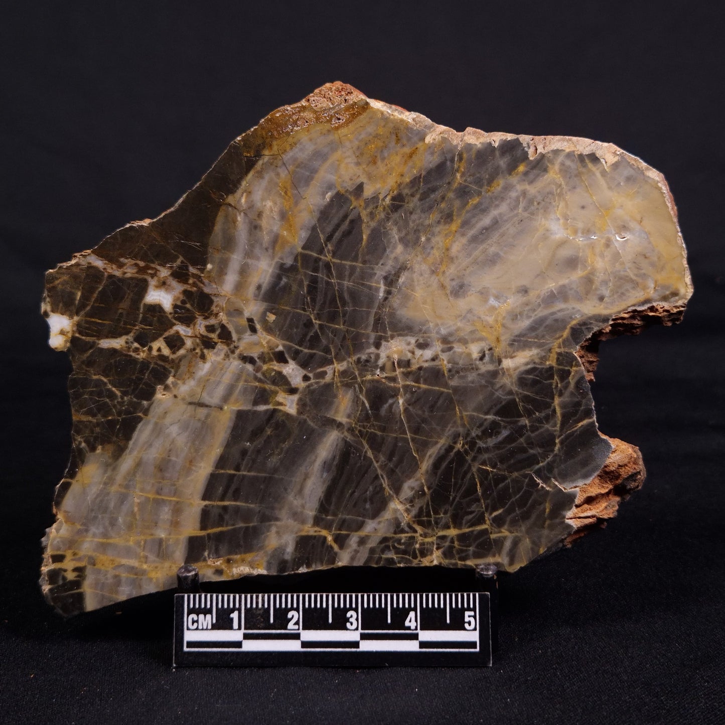 LINELLA AVIS STROMATOLITE, Neoproterozoic, Australia ZLA047