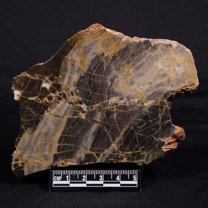 LINELLA AVIS STROMATOLITE, Neoproterozoic, Australia ZLA047