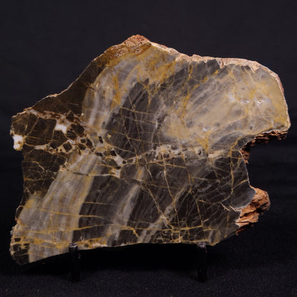 LINELLA AVIS STROMATOLITE, Neoproterozoic, Australia ZLA047