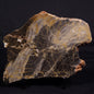 LINELLA AVIS STROMATOLITE, Neoproterozoic, Australia ZLA047