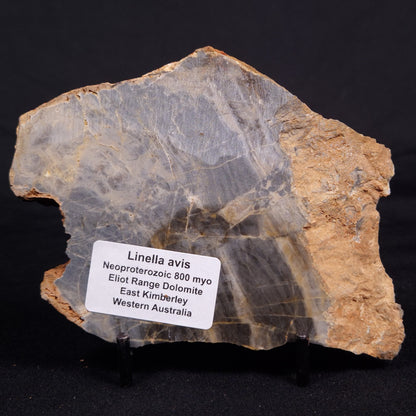 LINELLA AVIS STROMATOLITE, Neoproterozoic, Australia ZLA047