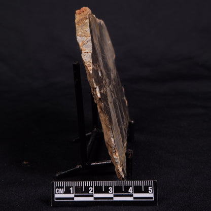 LINELLA AVIS STROMATOLITE, Neoproterozoic, Australia ZLA047