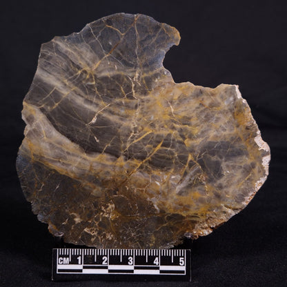 LINELLA AVIS STROMATOLITE, Neoproterozoic, Australia ZLA048