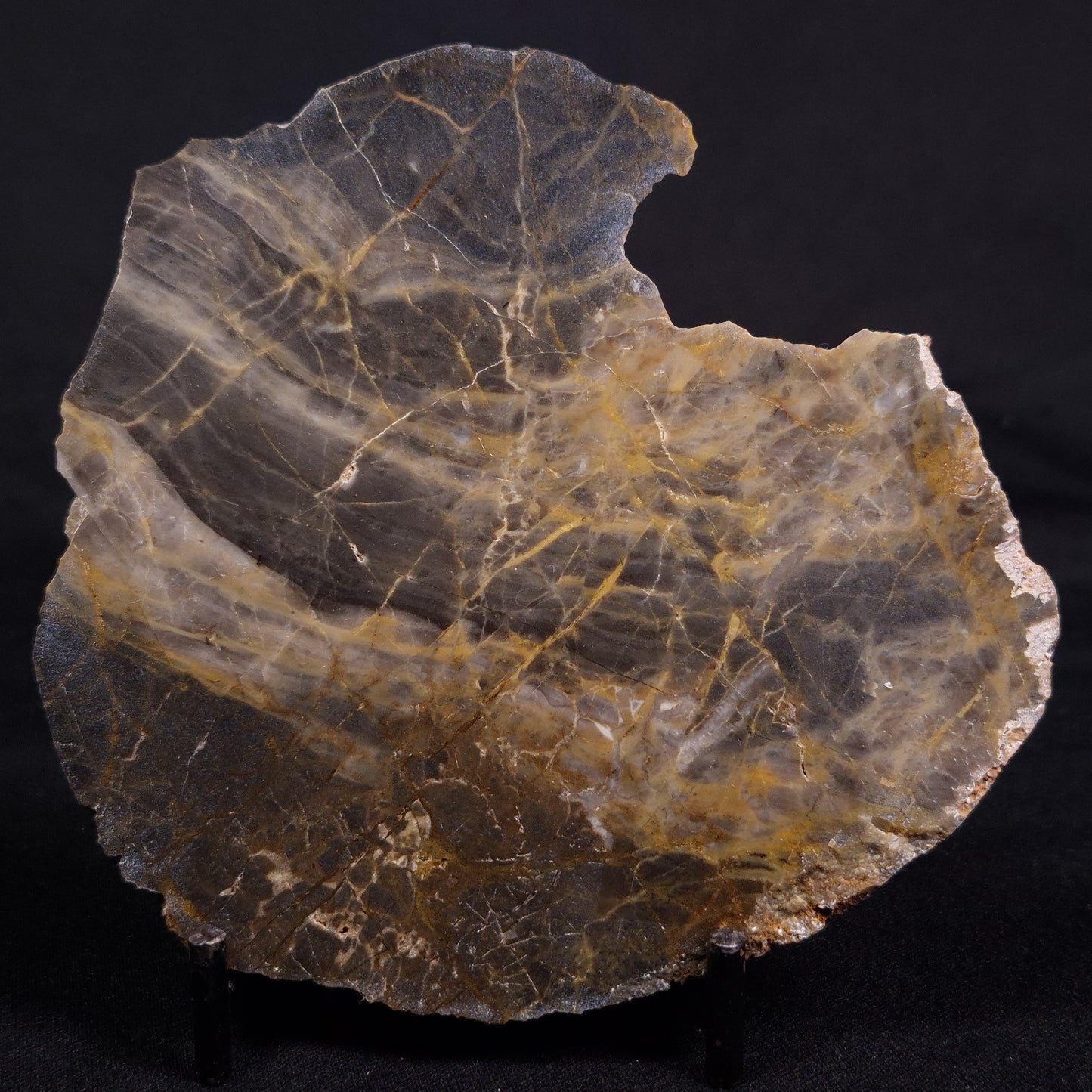 LINELLA AVIS STROMATOLITE, Neoproterozoic, Australia ZLA048