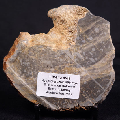 LINELLA AVIS STROMATOLITE, Neoproterozoic, Australia ZLA048