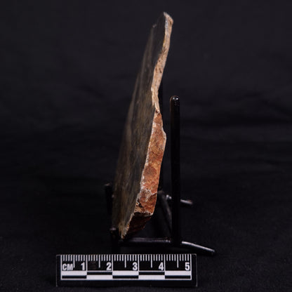 LINELLA AVIS STROMATOLITE, Neoproterozoic, Australia ZLA048