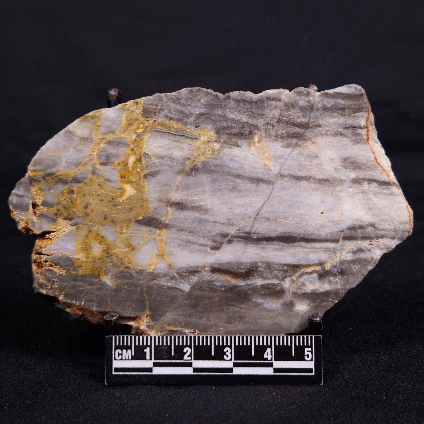LINELLA AVIS STROMATOLITE, Neoproterozoic, Australia ZLA049