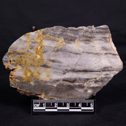 LINELLA AVIS STROMATOLITE, Neoproterozoic, Australia ZLA049