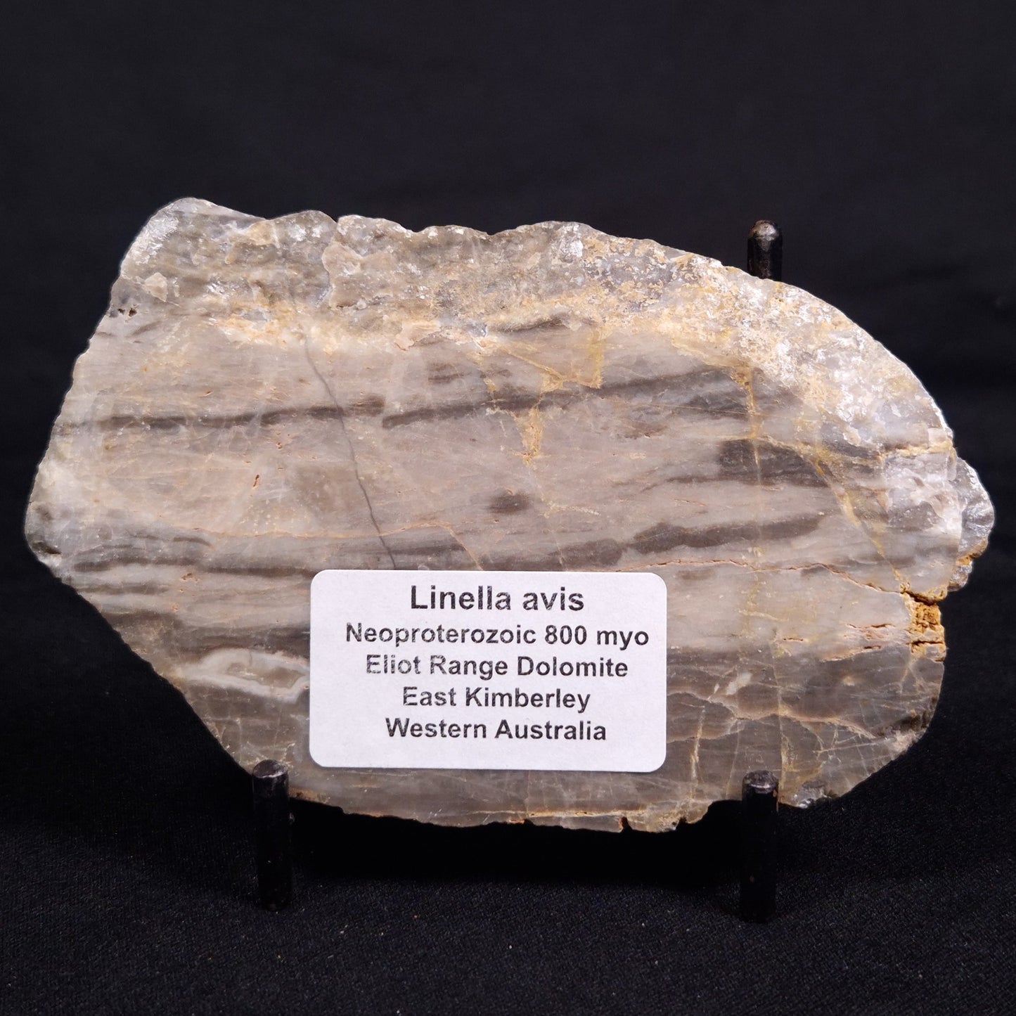 LINELLA AVIS STROMATOLITE, Neoproterozoic, Australia ZLA049