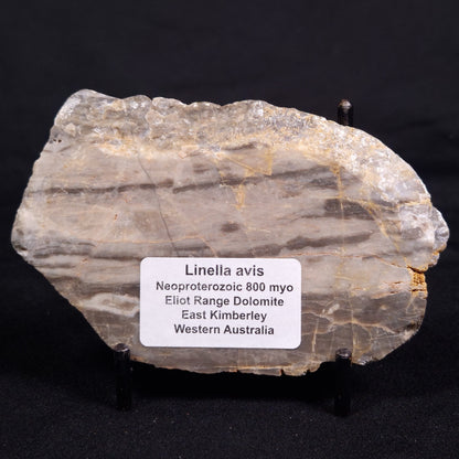 LINELLA AVIS STROMATOLITE, Neoproterozoic, Australia ZLA049