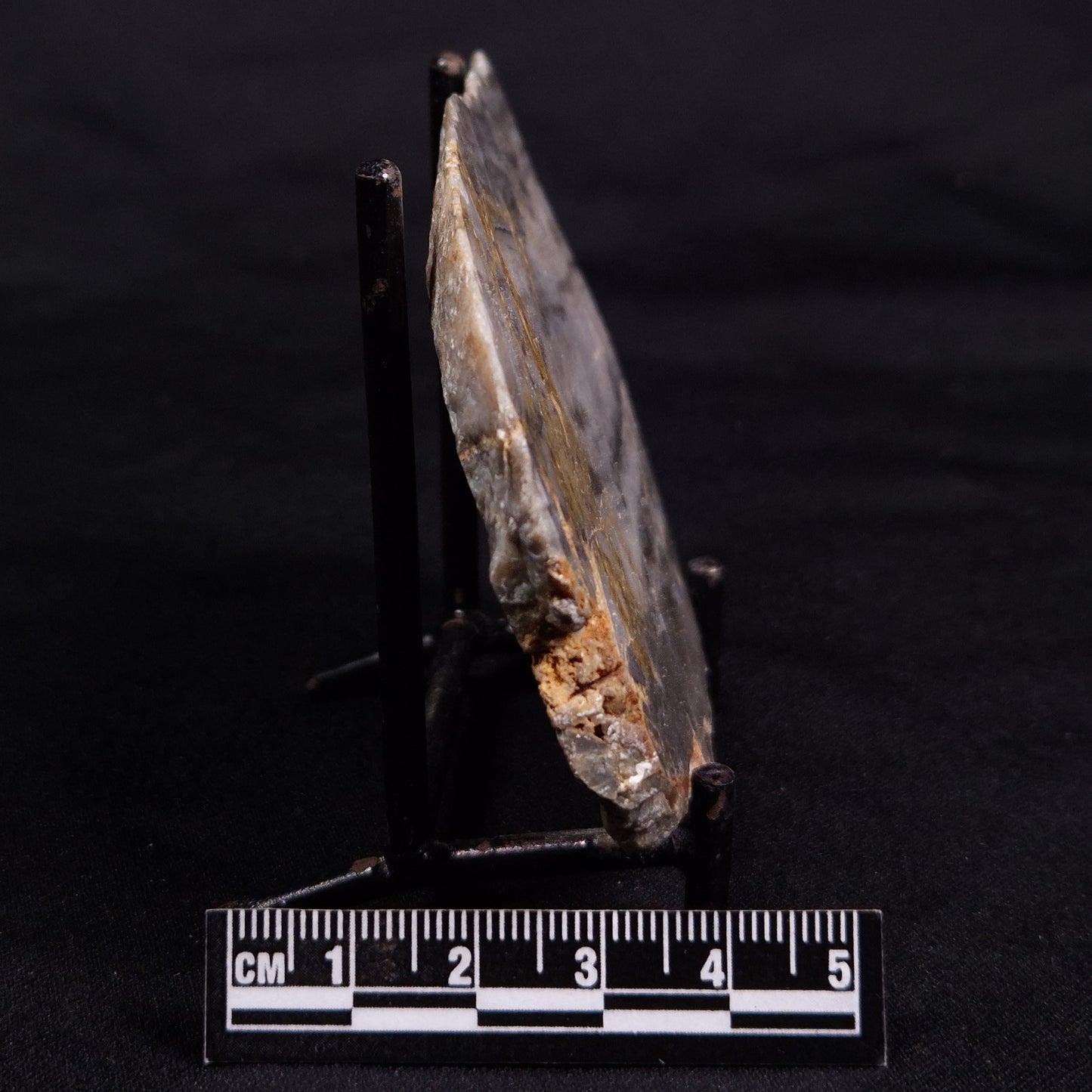 LINELLA AVIS STROMATOLITE, Neoproterozoic, Australia ZLA049