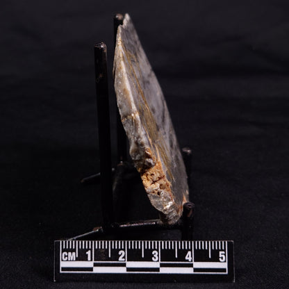 LINELLA AVIS STROMATOLITE, Neoproterozoic, Australia ZLA049