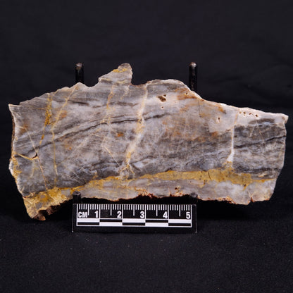 LINELLA AVIS STROMATOLITE, Neoproterozoic, Australia ZLA050