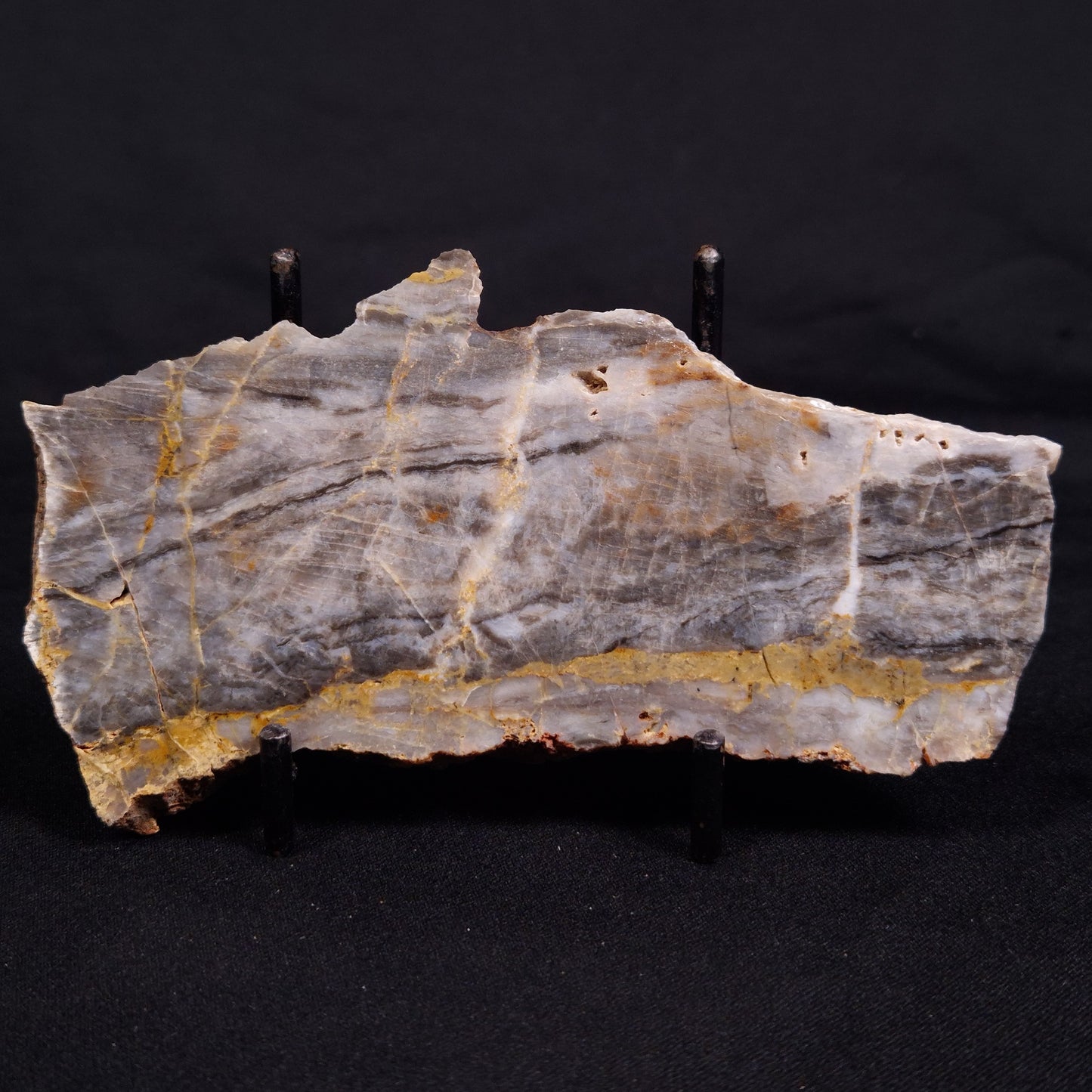 LINELLA AVIS STROMATOLITE, Neoproterozoic, Australia ZLA050
