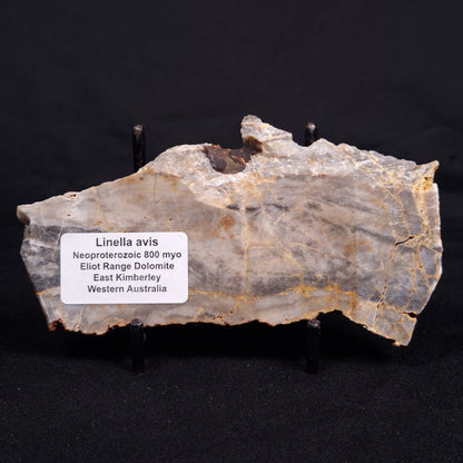 LINELLA AVIS STROMATOLITE, Neoproterozoic, Australia ZLA050