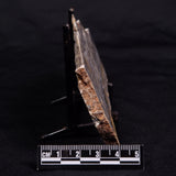 LINELLA AVIS STROMATOLITE, Neoproterozoic, Australia ZLA050
