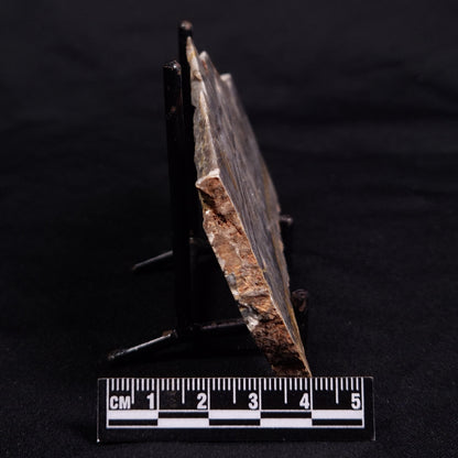 LINELLA AVIS STROMATOLITE, Neoproterozoic, Australia ZLA050