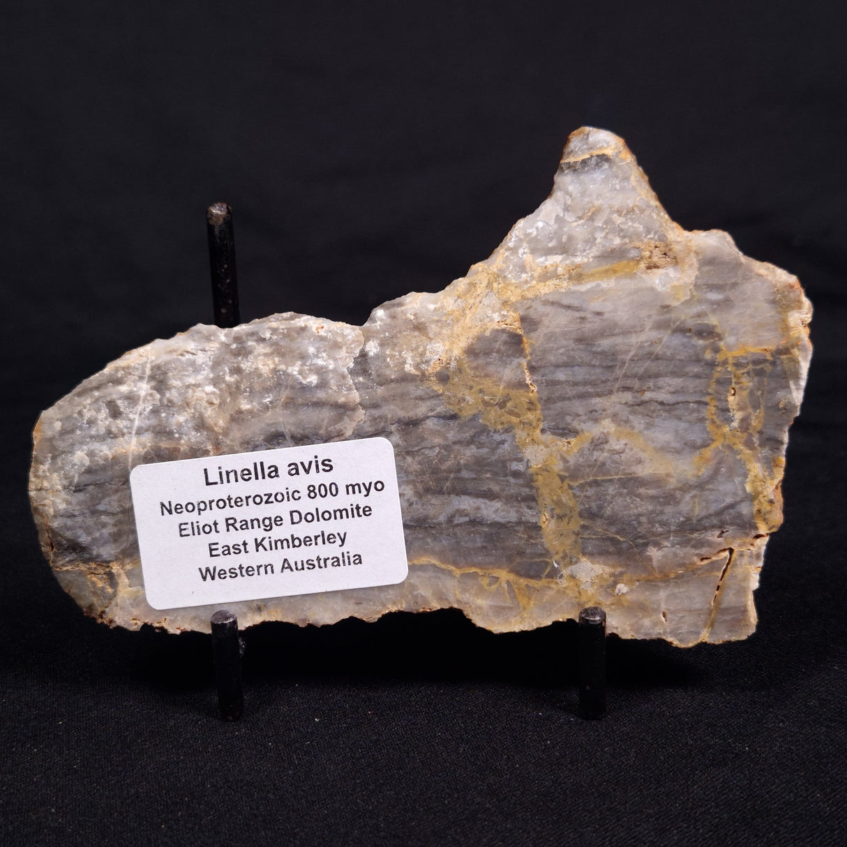 LINELLA AVIS STROMATOLITE, Neoproterozoic, Australia ZLA051