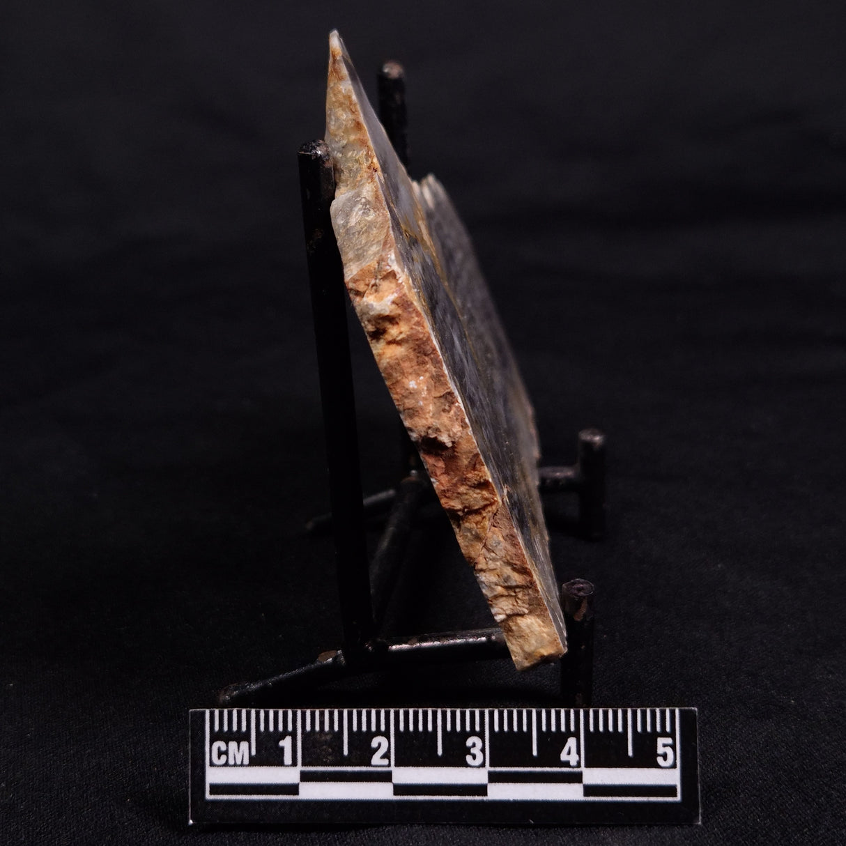 LINELLA AVIS STROMATOLITE, Neoproterozoic, Australia ZLA051