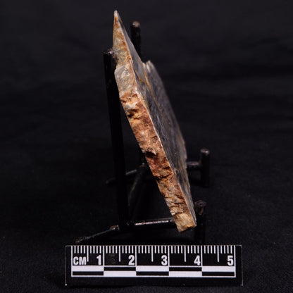 LINELLA AVIS STROMATOLITE, Neoproterozoic, Australia ZLA051