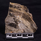 LINELLA AVIS STROMATOLITE, Neoproterozoic, Australia ZLA052