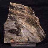 LINELLA AVIS STROMATOLITE, Neoproterozoic, Australia ZLA052