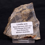 LINELLA AVIS STROMATOLITE, Neoproterozoic, Australia ZLA052