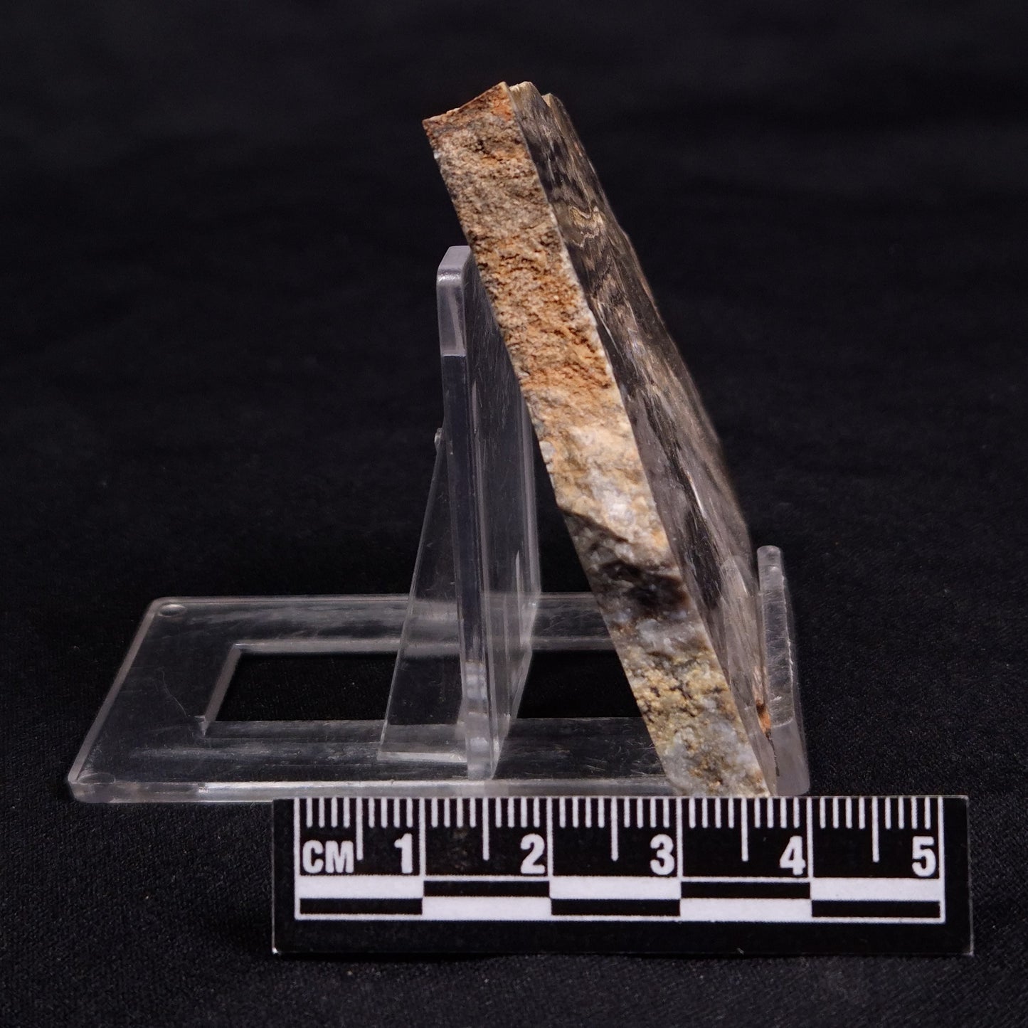 LINELLA AVIS STROMATOLITE, Neoproterozoic, Australia ZLA052
