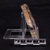 LINELLA AVIS STROMATOLITE, Neoproterozoic, Australia ZLA052