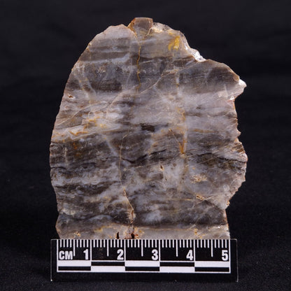 LINELLA AVIS STROMATOLITE, Neoproterozoic, Australia ZLA053