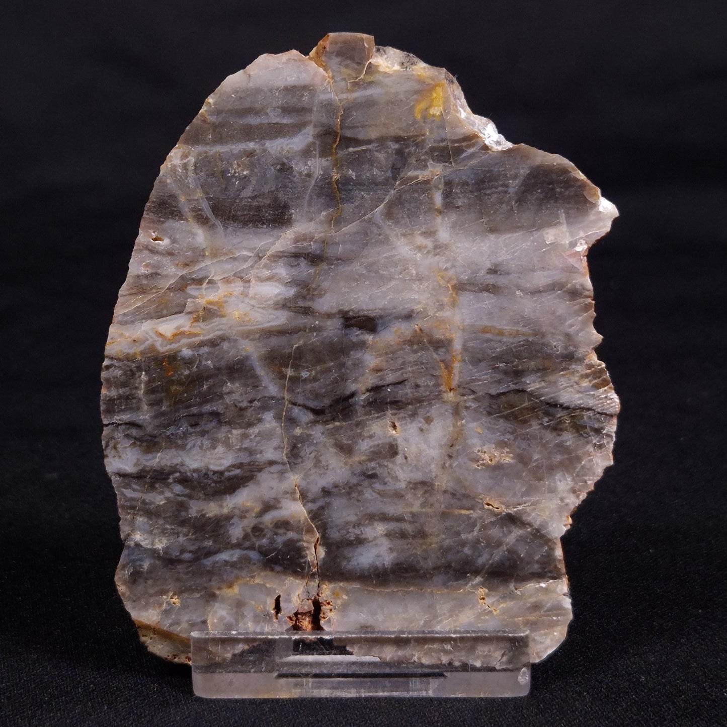 LINELLA AVIS STROMATOLITE, Neoproterozoic, Australia ZLA053