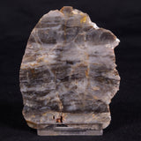 LINELLA AVIS STROMATOLITE, Neoproterozoic, Australia ZLA053