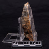 LINELLA AVIS STROMATOLITE, Neoproterozoic, Australia ZLA053