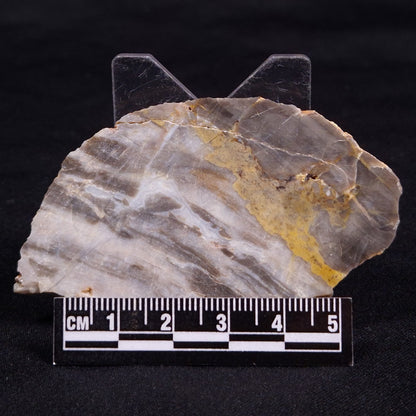LINELLA AVIS STROMATOLITE, Neoproterozoic, Australia ZLA054