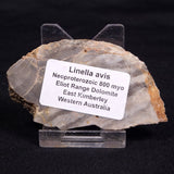 LINELLA AVIS STROMATOLITE, Neoproterozoic, Australia ZLA054