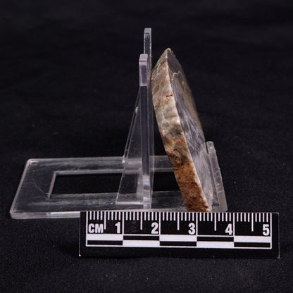 LINELLA AVIS STROMATOLITE, Neoproterozoic, Australia ZLA054