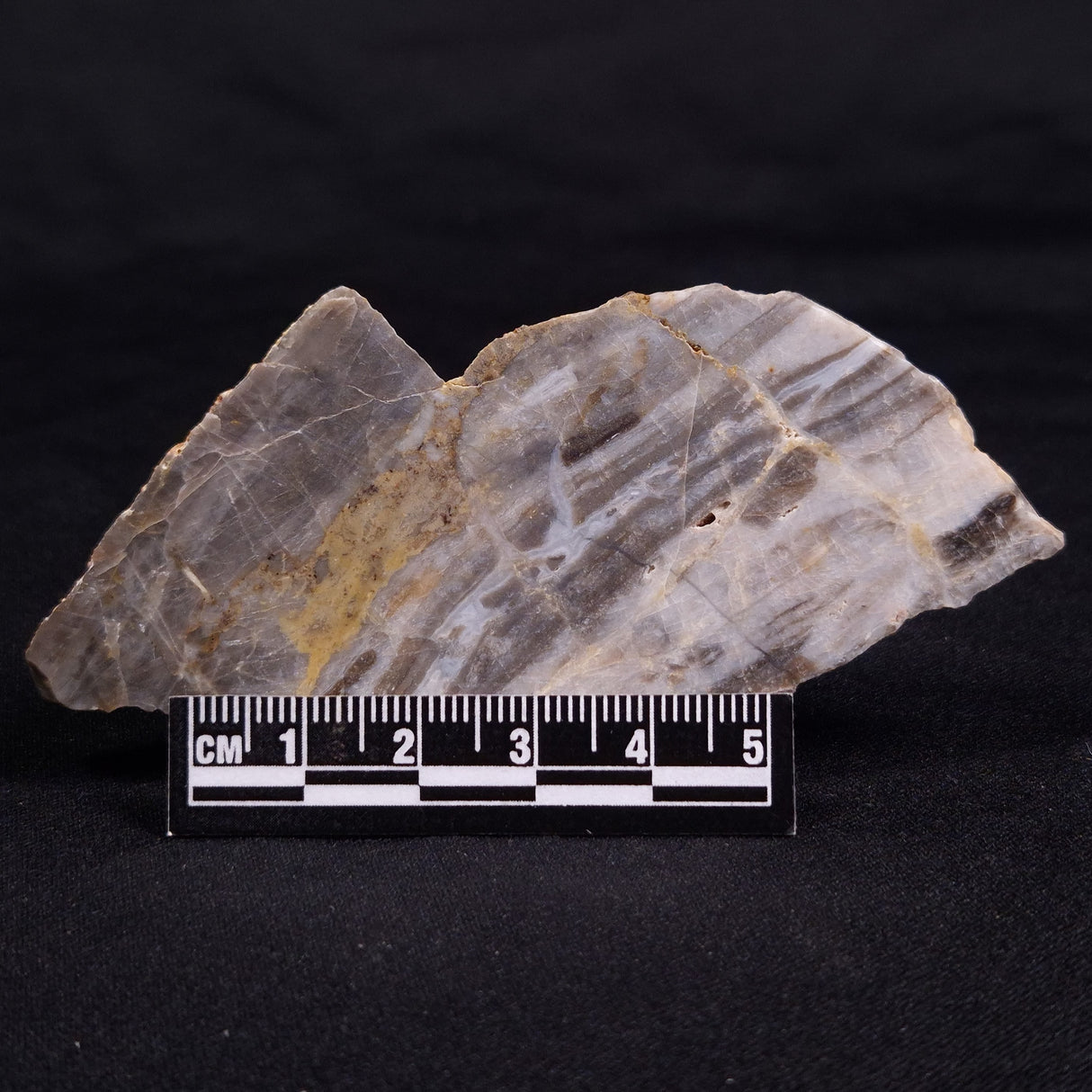 LINELLA AVIS STROMATOLITE, Neoproterozoic, Australia ZLA055