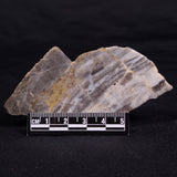 LINELLA AVIS STROMATOLITE, Neoproterozoic, Australia ZLA055