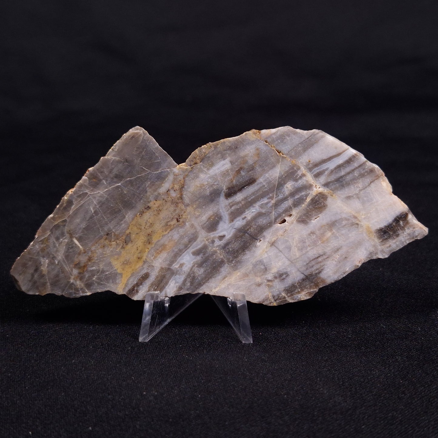 LINELLA AVIS STROMATOLITE, Neoproterozoic, Australia ZLA055